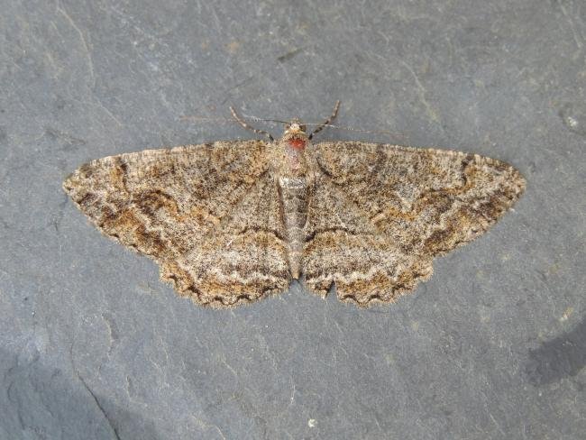 Mottled Beauty (Alcis repandata), adult. Stockton, 24-06-2022. Copyright Ed Pritchard.