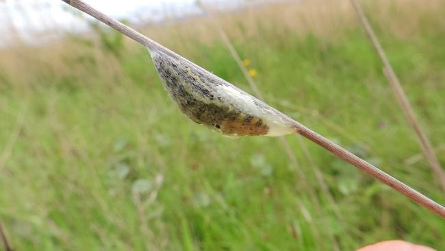 Narrow-bordered Five-spot Burnet (Zygaena lonicerae), cocoon. Saltholme. Copyright Ed Pritchard.