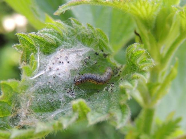 Anthophila fabriciana, larval. Saltholme, 14-05-2022. Copyright Ed Pritchard.