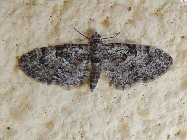 Oak-tree Pug (Eupithecia dodoneata), adult. Saltholme, 17-04-2022. Copyright Ed Pritchard.