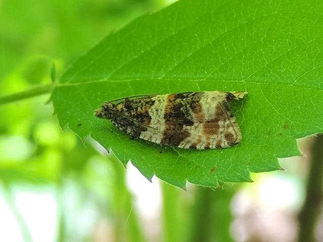 Orthotaenia undulana, adult. 03-06-2023. Copyright Ed Pritchard.