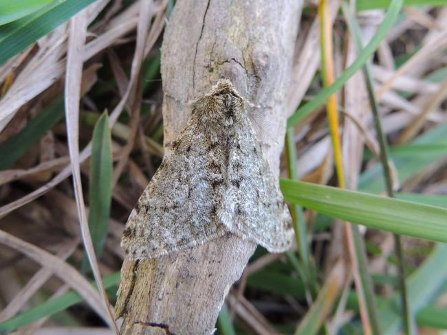 Pale Brindled Beauty (Phigalia pilosaria), adult. Saltholme, 26-03-2018. Copyright Ed Pritchard.