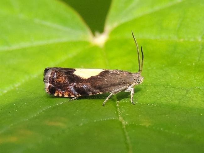 Pammene regiana, adult. Saltholme, 19-05-2022. Copyright Ed Pritchard.