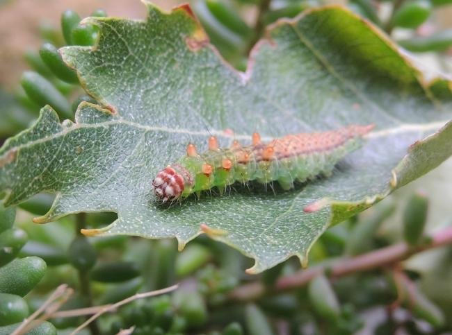 Pebble Hook-tip (Drepana falcataria), larval. Saltholme, 22-09-2024. Copyright Ed Pritchard.