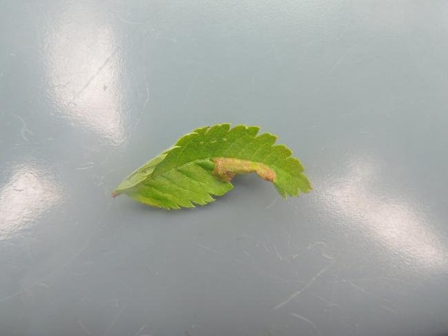 Phyllonorycter sorbi, mine. Saltholme, 30-09-2023. Copyright Ed Pritchard.