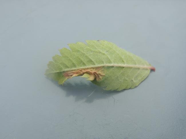 Phyllonorycter sorbi, mine. Saltholme, 30-09-2023. Copyright Ed Pritchard.