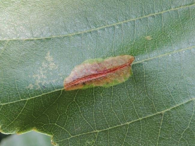 Phyllonorycter stettinensis, mine. Saltholme, 15-08-2023. Copyright Ed Pritchard.