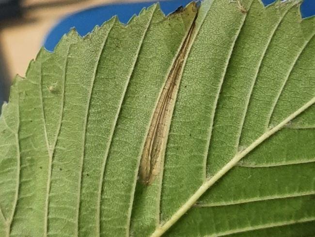 Phyllonorycter tristrigella, mine. Saltholme, 05-11-2023. Copyright Ed Pritchard.