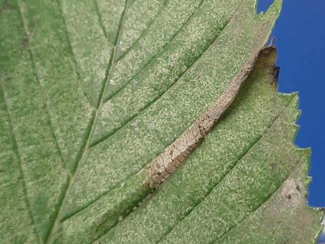 Phyllonorycter tristrigella, mine. High Clarence, 05-11-2023. Copyright Ed Pritchard.