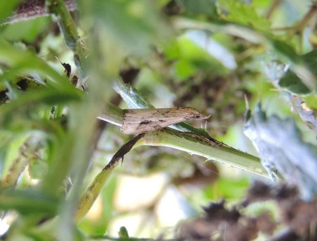 Pinion-streaked Snout (Schrankia costaestrigalis), adult. Saltholme, 03-09-2023. Copyright Ed Pritchard.