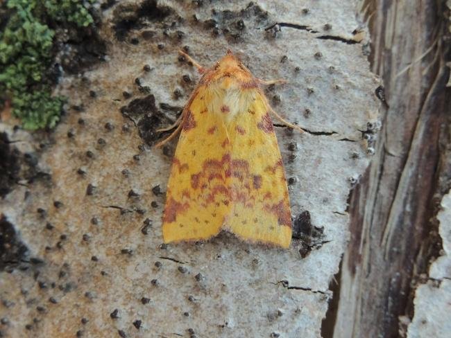 Pink-barred Sallow (Xanthia togata), adult. Saltholme, 20-09-2019. Copyright Ed Pritchard.