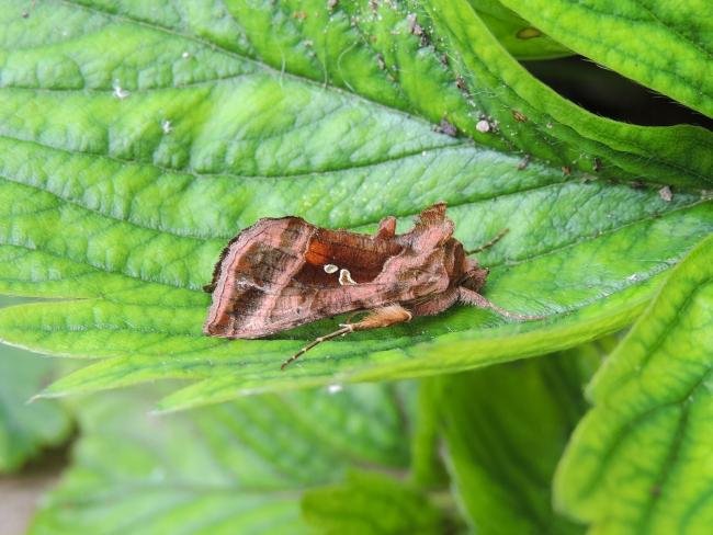 Plain Golden Y (Autographa jota), adult. Stockton, 10-07-2021. Copyright Ed Pritchard.