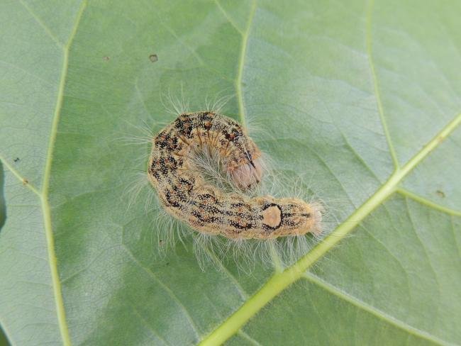 Poplar Grey (Subacronicta megacephala), larval. Port Clarence, 08-08-2022. Copyright Ed Pritchard.