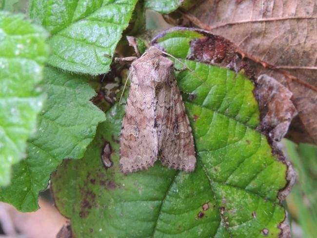 Rustic Shoulder-knot (Apamea sordens), adult. Saltholme, 15-05-2022. Copyright Ed Pritchard.