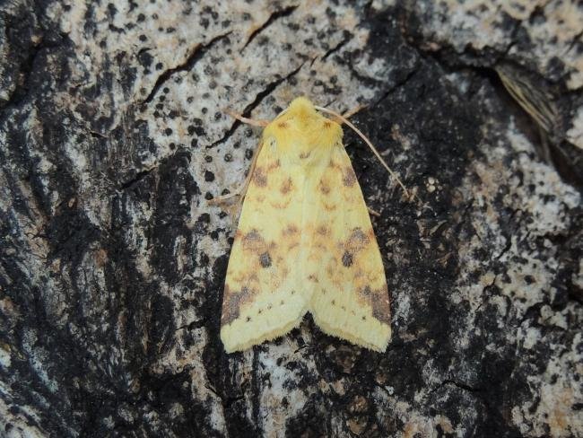 Sallow (Cirrhia icteritia), adult. Saltholme, 13-08-2020. Copyright Ed Pritchard.