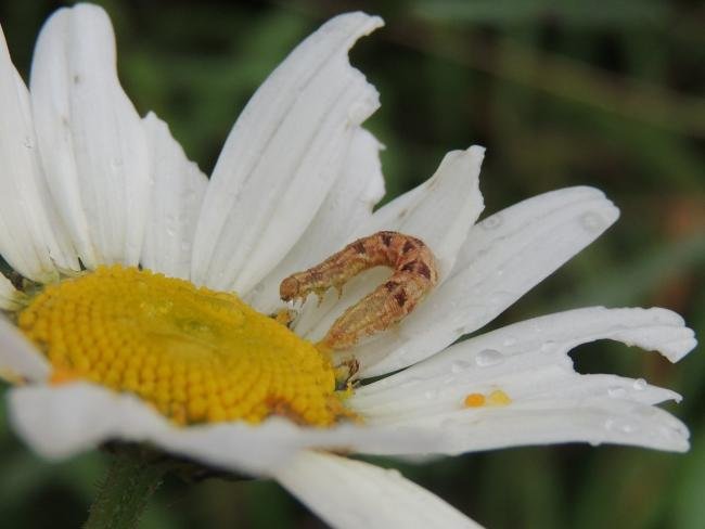 Satyr Pug (Eupithecia satyrata), larval. Saltholme, 12-09-2023. Copyright Ed Pritchard.