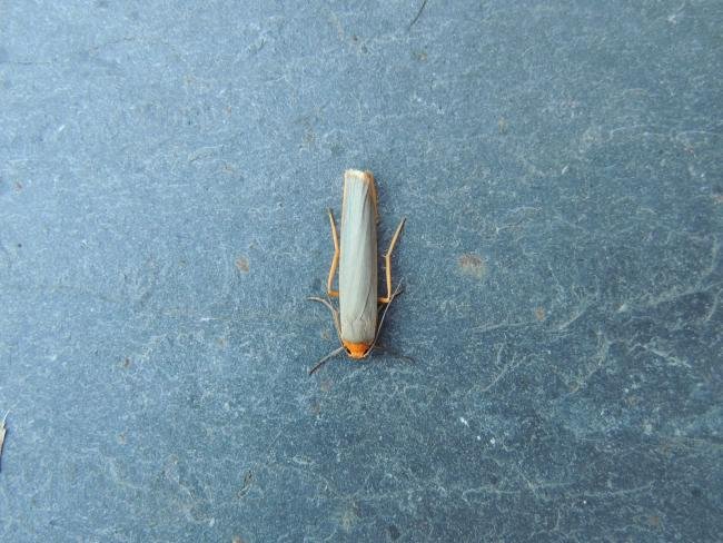 Scarce Footman (Eilema complana), adult. Stockton, 15-07-2018. Copyright Ed Pritchard.