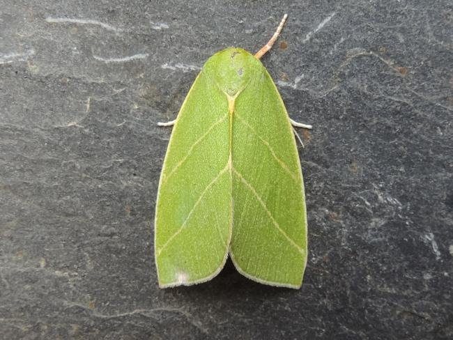 Scarce Silver-lines (Bena bicolorana), adult. Stockton, 24-06-2022. Copyright Ed Pritchard.