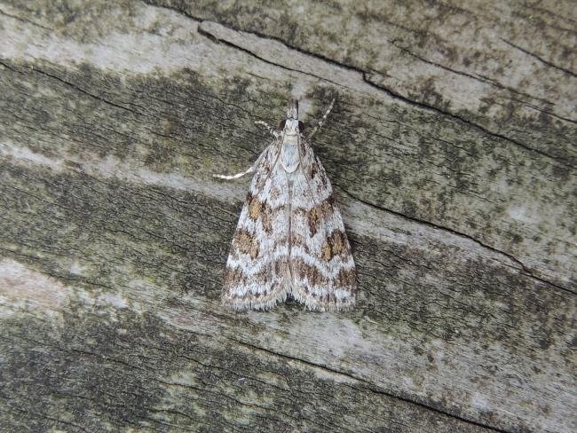 Scoparia pyralella, adult. Saltholme, 28-06-2019. Copyright Ed Pritchard.