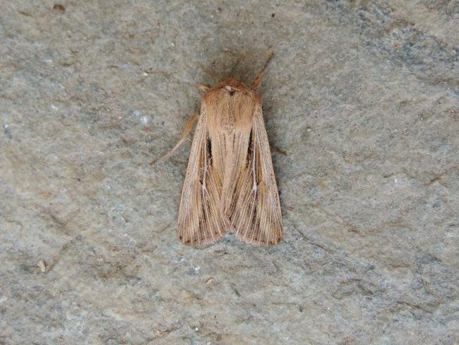 Shoulder-striped Wainscot (Leucania comma), adult. Saltholme, 07-06-2021. Copyright Ed Pritchard.