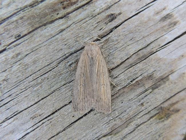 Silky Wainscot (Chilodes maritima), adult. Saltholme, 25-06-2020. Copyright Ed Pritchard.