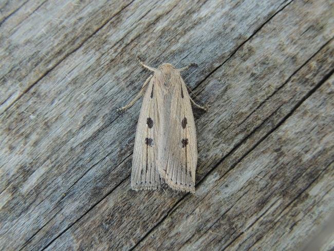 Silky Wainscot (Chilodes maritima), adult. Saltholme, 25-06-2020. Copyright Ed Pritchard.