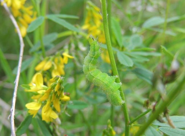 Silver Y (Autographa gamma), larval. Saltholme, 08-08-2023. Copyright Ed Pritchard.