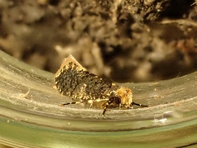 Skin Moth (Monopis laevigella), adult. Saltholme, 22-01-2025. Copyright Ed Pritchard.