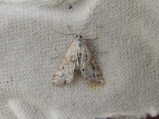 Small China-mark (Cataclysta lemnata), adult. Saltholme, 14-08-2022. Copyright Ed Pritchard.