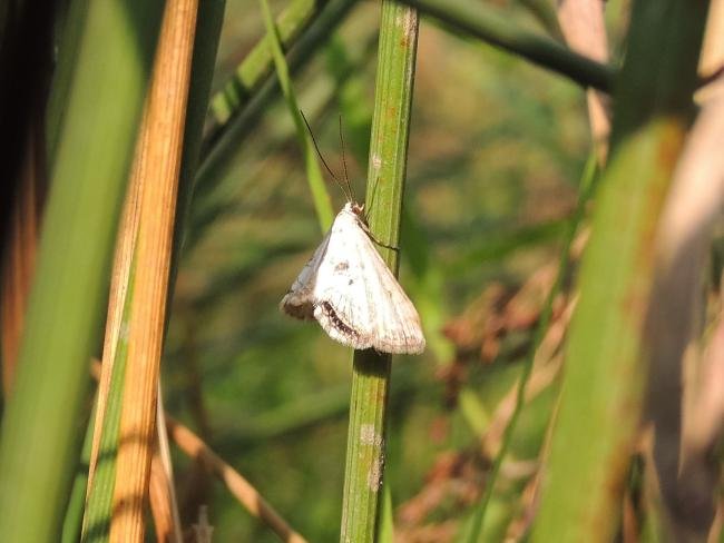 Small China-mark (Cataclysta lemnata), adult. Saltholme, 02-09-2023. Copyright Ed Pritchard.