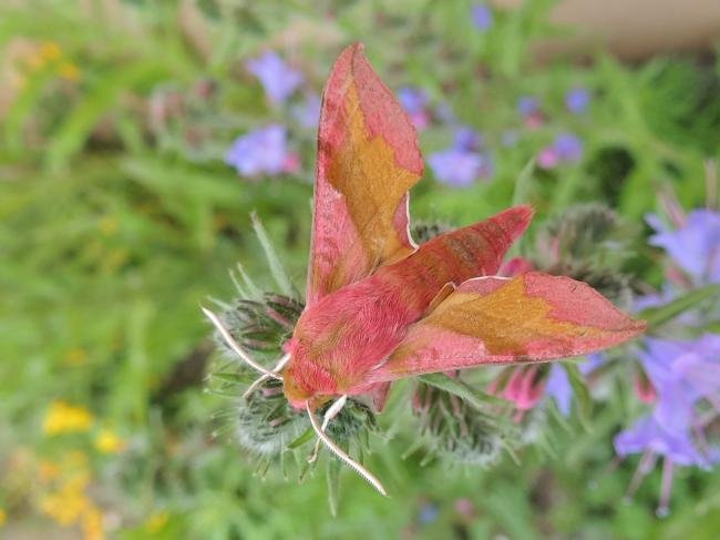 Small Elephant Hawk-moth (Deilephila porcellus), adult. Saltholme, 23-06-2016. Copyright Ed Pritchard.