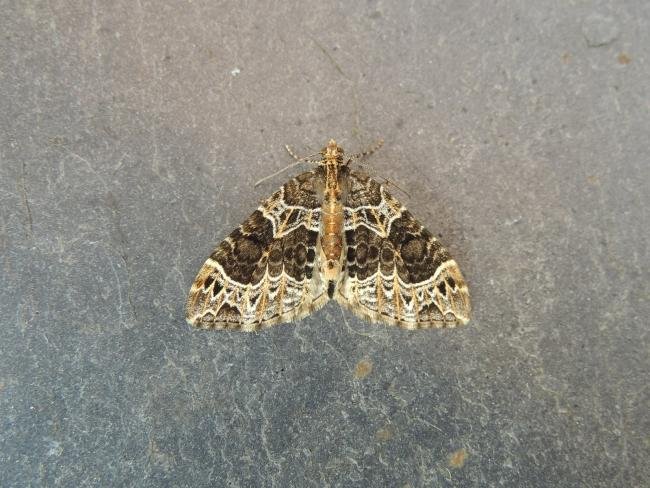 Small Phoenix (Ecliptopera silaceata), adult. Stockton, 27-05-2019. Copyright Ed Pritchard.