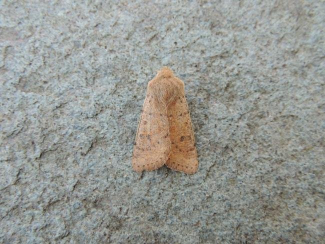 Small Quaker (Orthosia cruda), adult. Saltholme, 23-03-2022. Copyright Ed Pritchard.