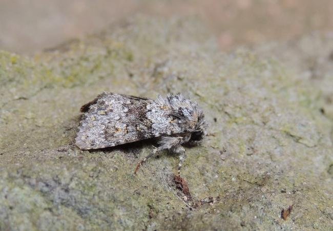 Small Ranunculus (Hecatera dysodea), adult. Stockton, 18-07-2020. Copyright Ed Pritchard.