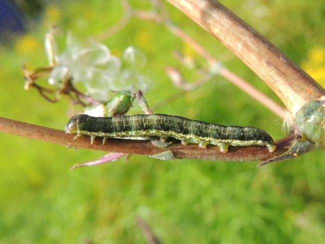 Small Ranunculus (Hecatera dysodea), larval. Saltholme, 31-08-2023. Copyright Ed Pritchard.