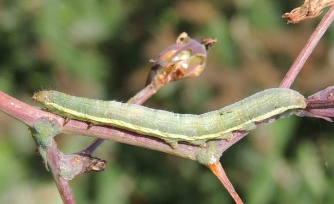 Small Ranunculus (Hecatera dysodea), larval. Saltholme, 31-08-2023. Copyright Ed Pritchard.