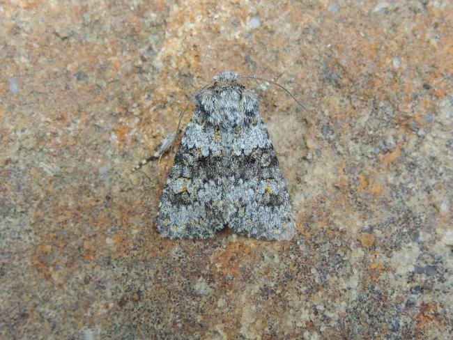 Small Ranunculus (Hecatera dysodea), adult. Stockton, 18-07-2020. Copyright Ed Pritchard.