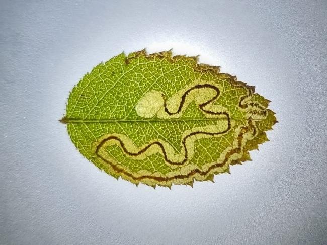 Rose Leaf Miner (Stigmella anomalella), mine. High Clarence, 30-11-2024. Copyright Ed Pritchard.