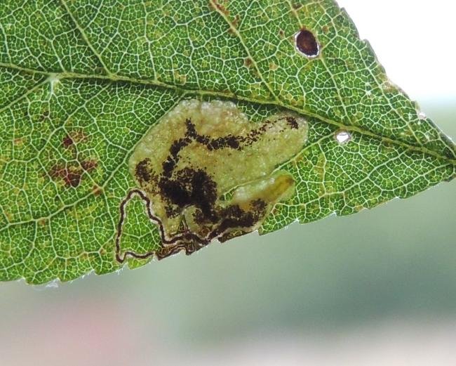 Stigmella plagicolella, mine. Saltholme, 23-10-2021. Copyright Ed Pritchard.