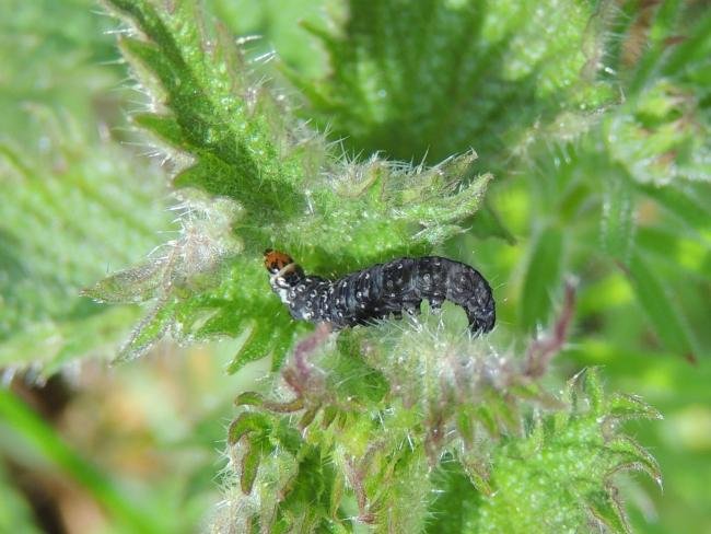 Timothy Tortrix (Zelotherses paleana), larval. Saltholme, 06-05-2023. Copyright Ed Pritchard.