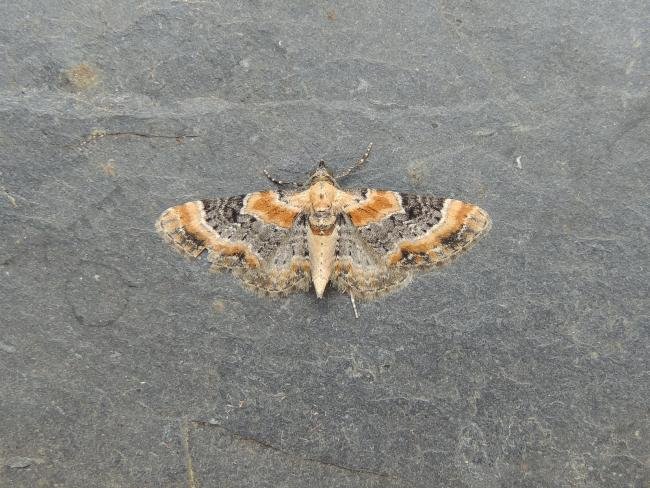 Toadflax Pug (Eupithecia linariata), adult. Stockton, 24-06-2022. Copyright Ed Pritchard.