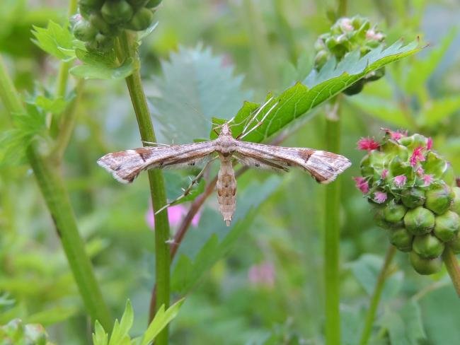 Triangle Plume (Platyptilia gonodactyla), adult. Cowpen Marsh, 27-05-2023. Copyright Ed Pritchard.