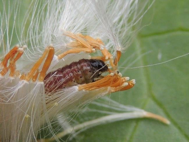 Triangle Plume (Platyptilia gonodactyla), larval. Saltholme, 14-05-2023. Copyright Ed Pritchard.