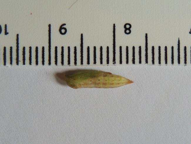 Triangle Plume (Platyptilia gonodactyla), pupal. Saltholme, 14-05-2023. Copyright Ed Pritchard.