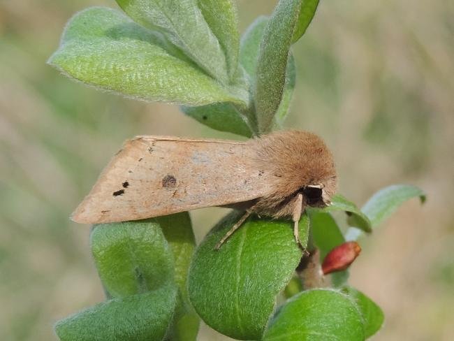 Twin-spotted Quaker (Anorthoa munda), adult. Saltholme, 17-04-2022. Copyright Ed Pritchard.