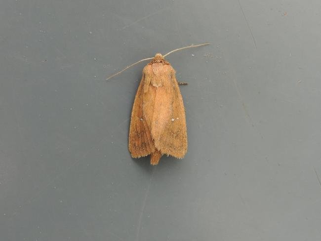 Twin-spotted Wainscot (Lenisa geminipuncta), adult. Saltholme, 13-08-2020. Copyright Ed Pritchard.