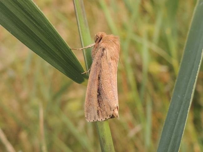 Webb's Wainscot (Globia sparganii), adult. Saltholme, 14-08-2022. Copyright Ed Pritchard.