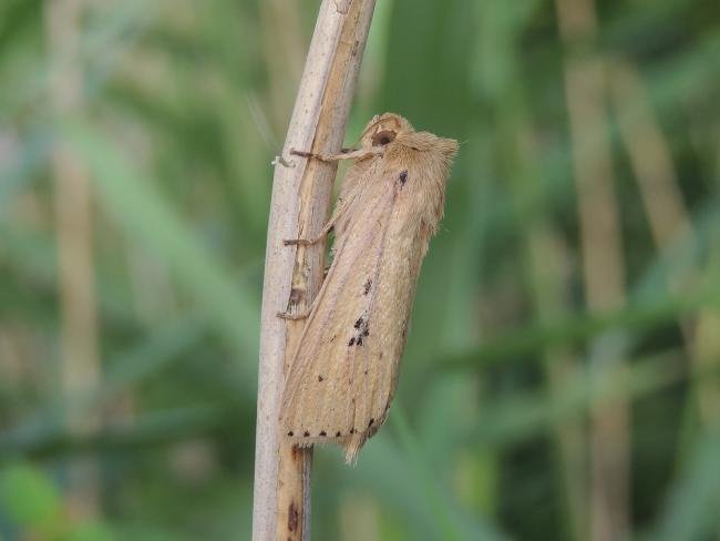 Webb's Wainscot (Globia sparganii), adult. Saltholme, 10-08-2021. Copyright Ed Pritchard.