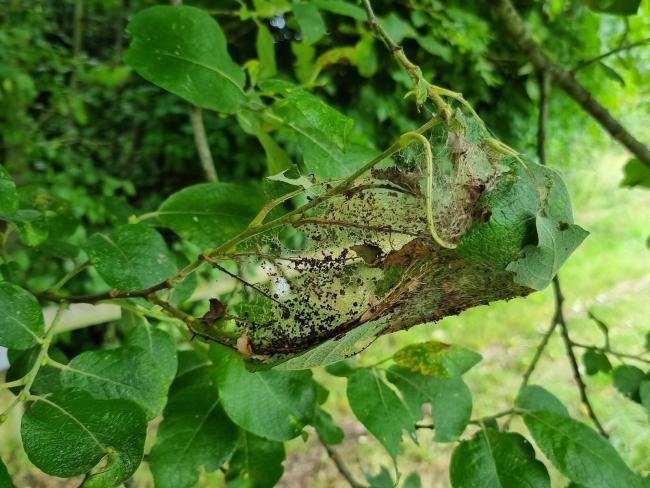 Willow Ermine (Yponomeuta rorrella), larval web. Saltholme, 15-07-2024. Copyright Ed Pritchard.