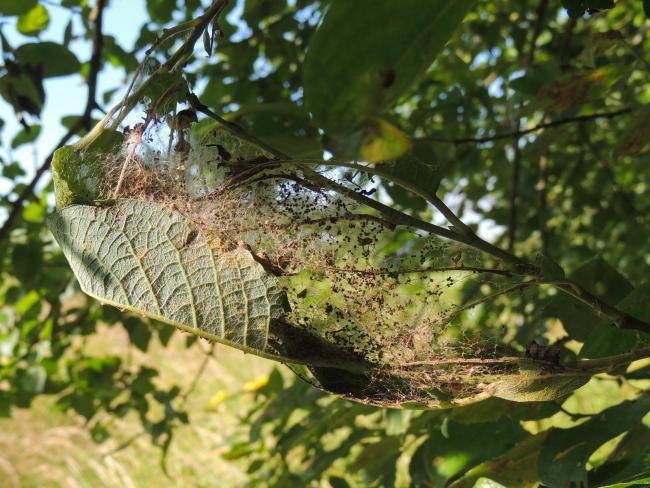 Willow Ermine (Yponomeuta rorrella), larval web. Saltholme, 17-07-2024. Copyright Ed Pritchard.